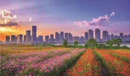 观屿最新爆料新闻,揭秘神秘事件背后真相